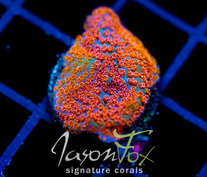 GB SEVEN HEAVENS MONTI