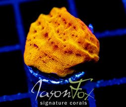 JF BLINDING ORANGE LEPTO