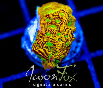 JF JACK O LANTERN LEPTO