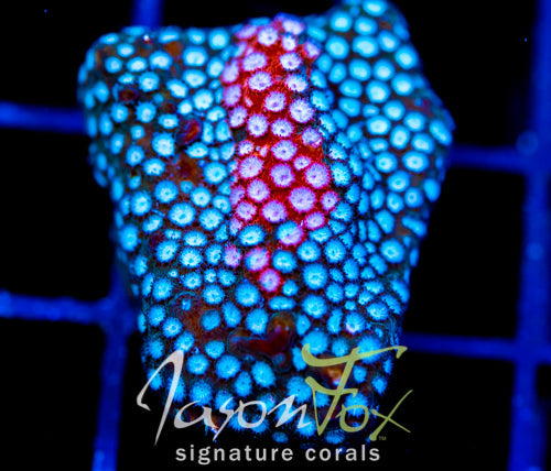 JF FENDER BENDER CYPHASTREA