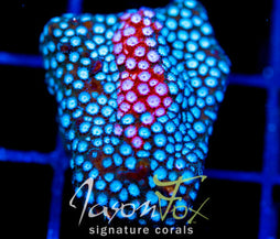 JF FENDER BENDER CYPHASTREA