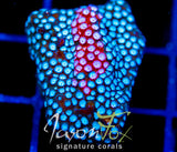 JF FENDER BENDER CYPHASTREA