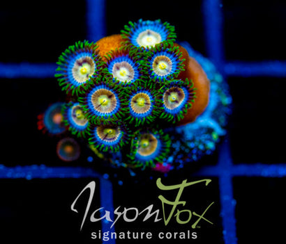 CC LAZER LEMONS COMBO