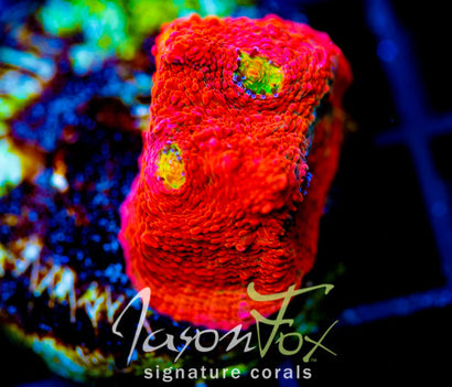 JF PINK BOOBIES CHALICE