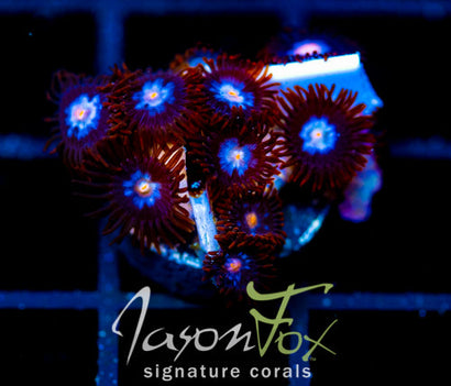 JF COSMIC ECLIPSE ZOAS