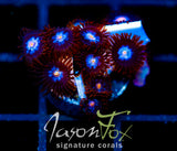 JF COSMIC ECLIPSE ZOAS