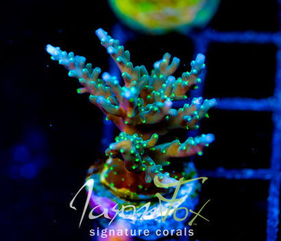 TYREE BLUEBERRY STARS ACRO