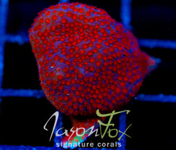 JF COLISION COURSE PORITES