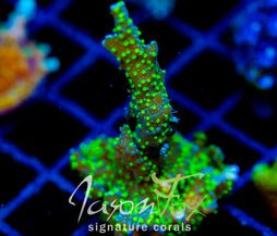 JF GREEN LIGHT MONTI