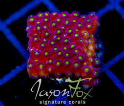 BLING BLING CYPHASTREA