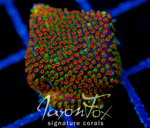 WWC LOONEY TUNES STYLO