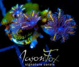 JF TANGERINE TWISTERS CLOVES COMBO