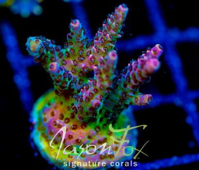 JF STRAWBERRY WINE ACRO XL FRAG