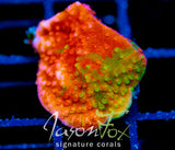 WWC GRAFTED MONTI CAP