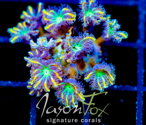 JF YELLOW INFUSED RAINBOW CLOVES