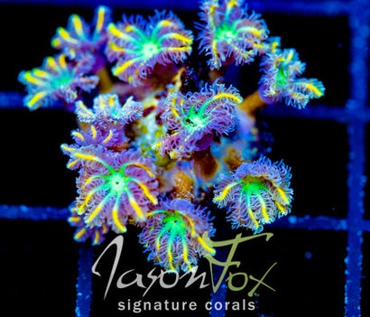 JF YELLOW INFUSED RAINBOW CLOVES