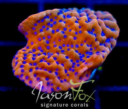 JF BLOODY SUNRISE MONTI