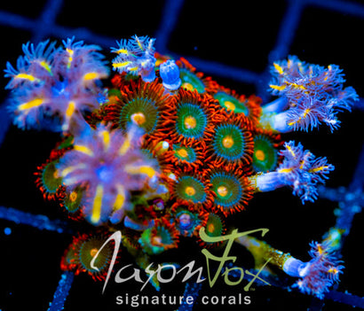 GATORAIDES ZOAS COMBO