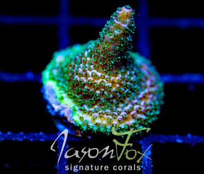 JF HIGH OCTANE MILLE