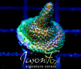 JF HIGH OCTANE MILLE