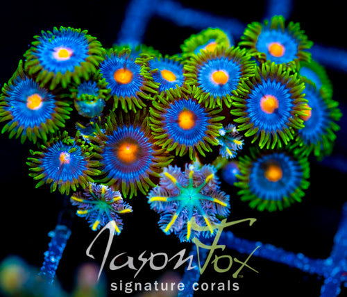 JF YELLOW INFUSED RAINBOW CLOVES COMBO