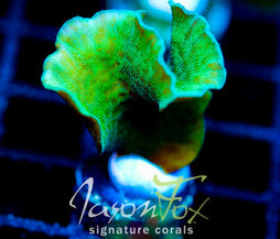 JF JUNGLE GYM BRANCHING LEPTO