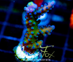 WWC YELLOW TIPS ACRO