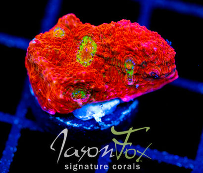 JF PINK BOOBIES CHALICE