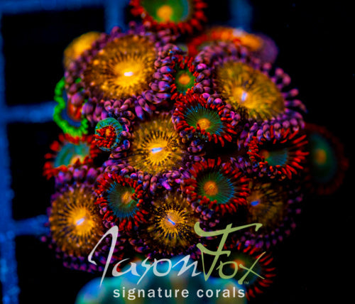 JF MOHICAN SUNS COMBO XL FRAG