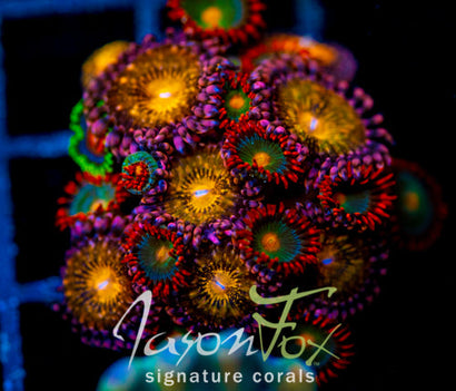 JF MOHICAN SUNS COMBO XL FRAG