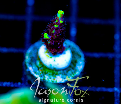 JF YELLOW SABER ACRO