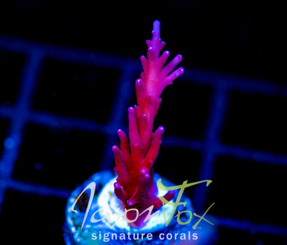 TYREE RED DRAGON ACRO