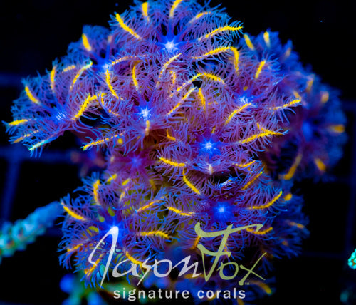 JF TANGERINE TWISTERS CLOVES