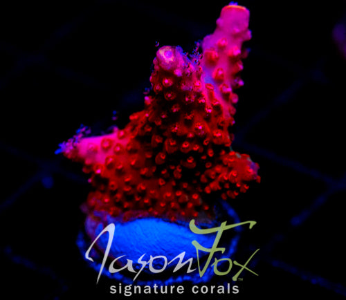 JF HEAT STROKE STAG XL FRAG