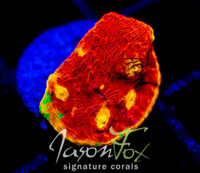 WWC JELLY BEAN RAINBOW CHALICE