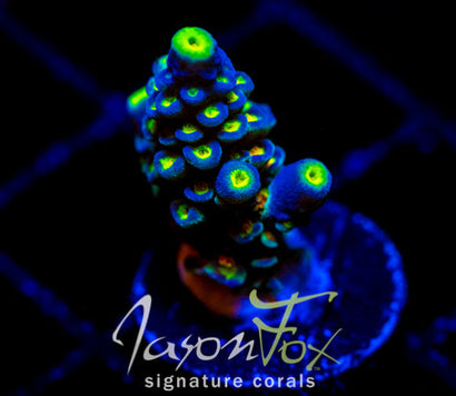 JF TWISTED TULIP TENIUS