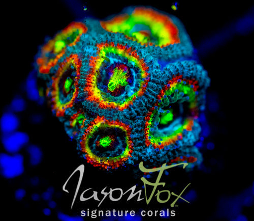 F2M HOLY GRAIL MICROMUSSA