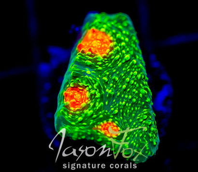 TYREE BUBBLE GUM MONSTER CHALICE