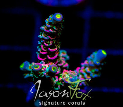 JF MOLOTOV COCKTAIL TENIUS