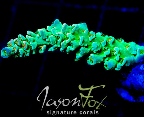 JF PINK PRISM TENIUS