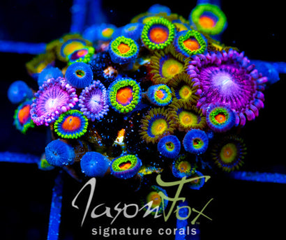 JF SUNFLOWER ZOAS COMBO