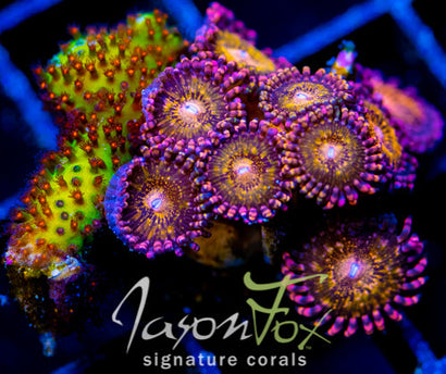 JF MOHICAN SUNS COMBO