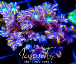 JF YELLOW INFUSED RAINBOW CLOVES COMBO