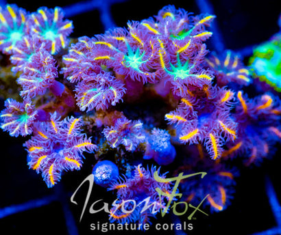 JF YELLOW INFUSED RAINBOW CLOVES COMBO