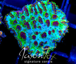 JF MAGIC CARPET HYDNO