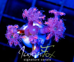 JF ORANGE INFUSED RAINBOW CLOVES