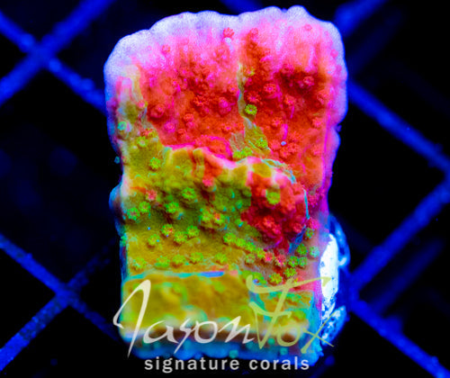 WWC GRAFTED MONTI CAP