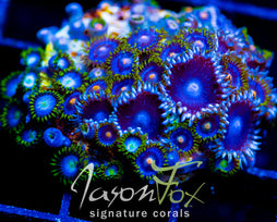 JF ZOA BOUQUET