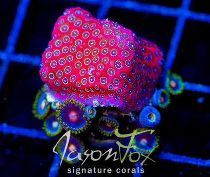 DARTH MAUL PORITES COMBO