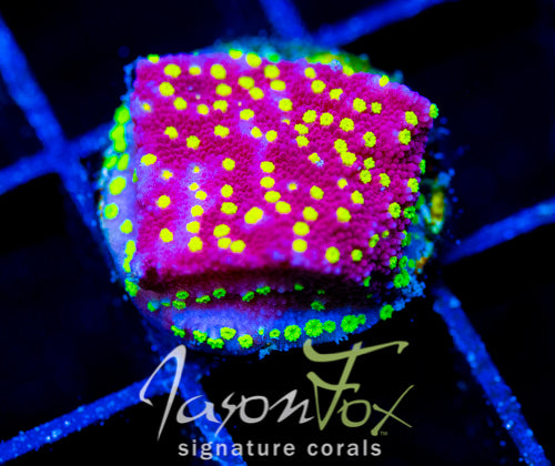 JF YELLOW FEVER MONTI